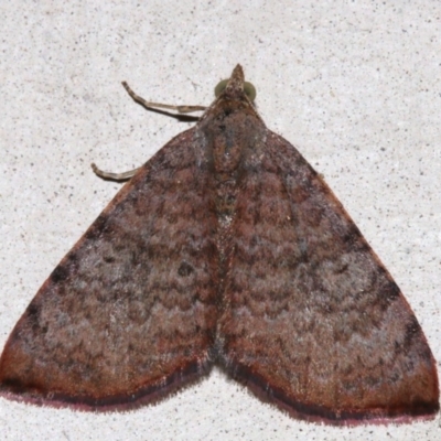 Chrysolarentia mecynata (Mecynata Carpet Moth) at Lilli Pilli, NSW - 11 Aug 2019 by jbromilow50