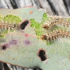 Uraba lugens (Gumleaf Skeletonizer) at Black Mountain - 7 Aug 2019 by Harrisi