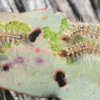 Uraba lugens (Gumleaf Skeletonizer) at Bruce, ACT - 7 Aug 2019 by Harrisi