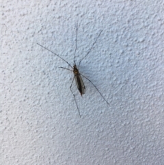 Tipulidae or Limoniidae (family) at Noosa Heads, QLD - 11 Aug 2019 by FelicityM