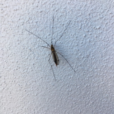 Unidentified Insect at Noosa Heads, QLD - 10 Aug 2019 by FelicityM