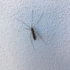 Unidentified Crane Fly / Mosquito / Gnat (lower flies) at Noosa Heads, QLD - 10 Aug 2019 by FelicityM