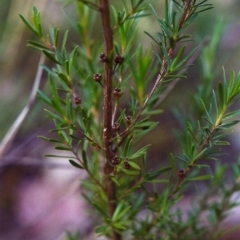 Kunzea ericoides (Burgan) at Conder, ACT - 1 Dec 1999 by MichaelBedingfield