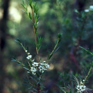 Kunzea ericoides at Conder, ACT - 23 Dec 2000 12:00 AM