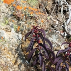 Philotheca myoporoides subsp. myoporoides (Long-leaf Waxflower) at Michelago, NSW - 7 Aug 2019 by Poidr