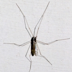 Limoniidae (family) (Unknown Limoniid Crane Fly) at Lilli Pilli, NSW - 8 Aug 2019 by jb2602