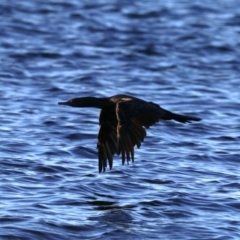 Phalacrocorax sulcirostris (Little Black Cormorant) at Lilli Pilli, NSW - 9 Aug 2019 by jbromilow50