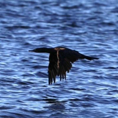 Phalacrocorax sulcirostris (Little Black Cormorant) at Batemans Marine Park - 9 Aug 2019 by jbromilow50