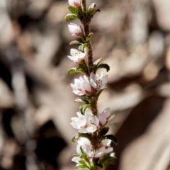 Boronia rigens (Stiff Boronia) at Bundanoon - 3 Aug 2019 by Boobook38