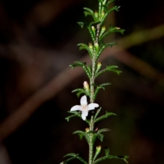 Boronia anemonifolia at Bundanoon, NSW - 7 Aug 2019 by Boobook38