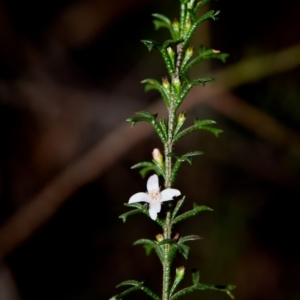 Boronia anemonifolia at Bundanoon - 7 Aug 2019