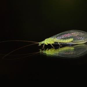 Chrysopidae (family) at Evatt, ACT - 11 Aug 2019