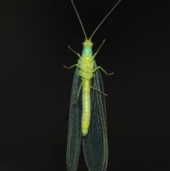 Chrysopidae (family) at Evatt, ACT - 11 Aug 2019