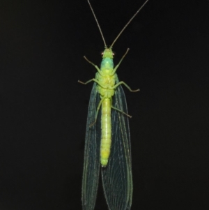 Chrysopidae (family) at Evatt, ACT - 11 Aug 2019 04:16 PM