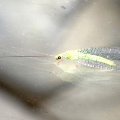 Apertochrysa edwardsi (A Green Lacewing) at Lilli Pilli, NSW - 9 Aug 2019 by jb2602