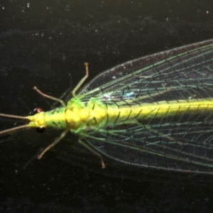 Apertochrysa edwardsi at Lilli Pilli, NSW - 9 Aug 2019 08:41 PM