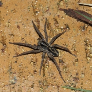 Venatrix speciosa at Evatt, ACT - 8 Aug 2019 06:16 PM