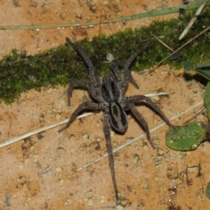 Venatrix speciosa at Evatt, ACT - 8 Aug 2019 06:16 PM