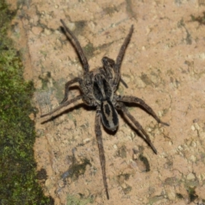 Venatrix speciosa at Evatt, ACT - 8 Aug 2019 06:16 PM