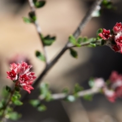 Cryptandra amara (Bitter Cryptandra) at Bundanoon - 3 Aug 2019 by Boobook38