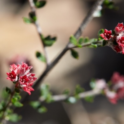 Cryptandra amara (Bitter Cryptandra) at Bundanoon - 3 Aug 2019 by Boobook38