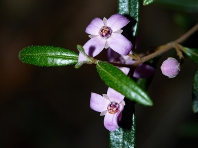 Boronia ledifolia (Ledum Boronia) at Bundanoon - 7 Aug 2019 by Boobook38