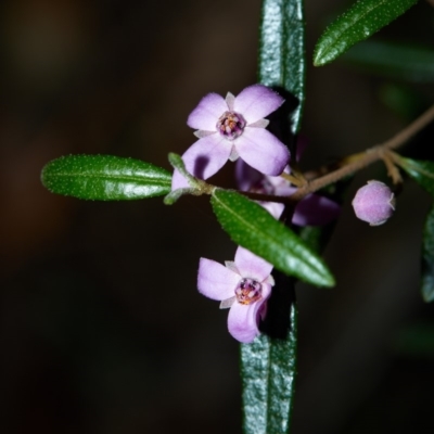 Boronia ledifolia (Ledum Boronia) at Bundanoon, NSW - 7 Aug 2019 by Boobook38