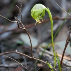 Pterostylis nutans (Nodding Greenhood) at Morton National Park - 1 Aug 2019 by Boobook38