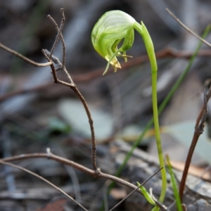 Pterostylis nutans at Morton National Park - suppressed