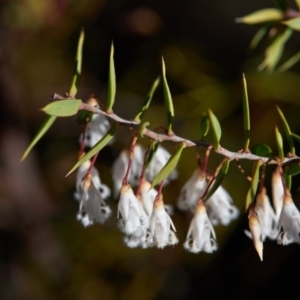 Leucopogon setiger at Bundanoon, NSW - 1 Aug 2019 03:46 PM