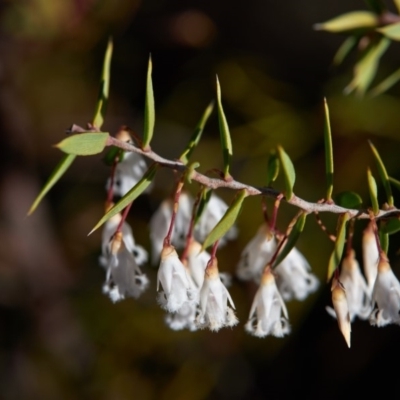 Leucopogon setiger (A Beard Heath) at Wingecarribee Local Government Area - 1 Aug 2019 by Boobook38