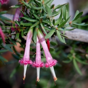 Styphelia tubiflora at Bundanoon, NSW - 14 Jul 2019 12:25 PM