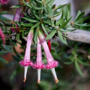 Styphelia tubiflora at Bundanoon, NSW - 14 Jul 2019