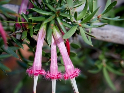 Styphelia tubiflora (Red Five-corners) at Bundanoon, NSW - 14 Jul 2019 by Boobook38