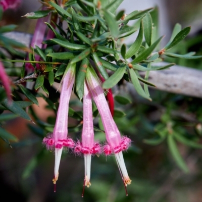 Styphelia tubiflora (Red Five-corners) at Bundanoon - 14 Jul 2019 by Boobook38