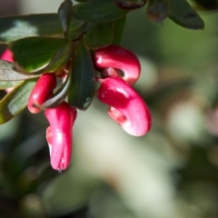 Grevillea baueri (Bauer’s Grevillea) at Wingecarribee Local Government Area - 18 Jul 2019 by Boobook38