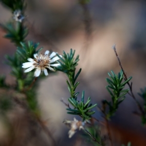 Helichrysum calvertianum at Penrose State Forest - suppressed