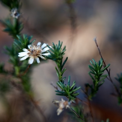 Helichrysum calvertianum (Everlasting Daisy) at Penrose State Forest - 18 Jul 2019 by Boobook38