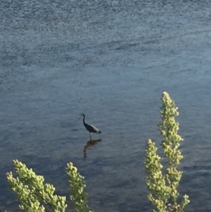 Egretta novaehollandiae at Bermagui, NSW - 25 Feb 2019 06:17 PM