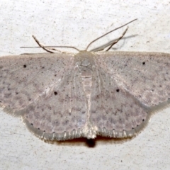 Scopula optivata (Varied Wave) at Lilli Pilli, NSW - 10 Aug 2019 by jb2602