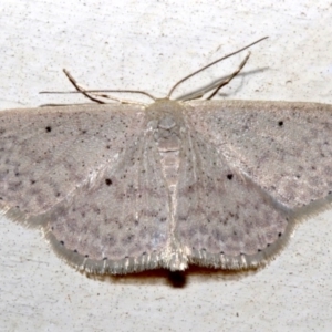 Scopula optivata at Lilli Pilli, NSW - 10 Aug 2019 08:48 PM