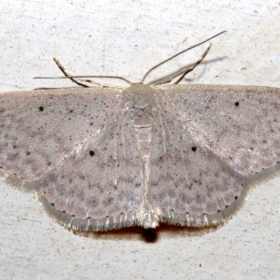 Scopula optivata (Varied Wave) at Lilli Pilli, NSW - 10 Aug 2019 by jb2602