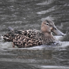 Spatula rhynchotis (Australasian Shoveler) at Jerrabomberra Wetlands - 13 Aug 2019 by JohnBundock