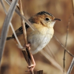 Cisticola exilis (Golden-headed Cisticola) at Fyshwick, ACT - 13 Aug 2019 by JohnBundock