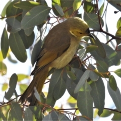 Ptilotula penicillata (White-plumed Honeyeater) at Jerrabomberra Wetlands - 13 Aug 2019 by JohnBundock