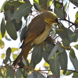 Ptilotula penicillata at Fyshwick, ACT - 13 Aug 2019