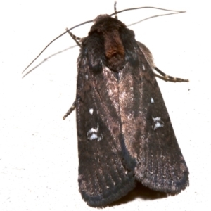 Proteuxoa provisional species 2 at Lilli Pilli, NSW - 10 Aug 2019 08:49 PM