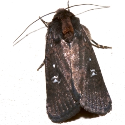 Proteuxoa provisional species 2 (A Noctuid moth) at Lilli Pilli, NSW - 10 Aug 2019 by jb2602