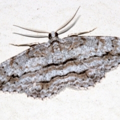 Didymoctenia exsuperata (Thick-lined Bark Moth) at Lilli Pilli, NSW - 10 Aug 2019 by jb2602