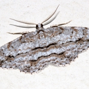 Didymoctenia exsuperata at Lilli Pilli, NSW - 10 Aug 2019 11:10 PM